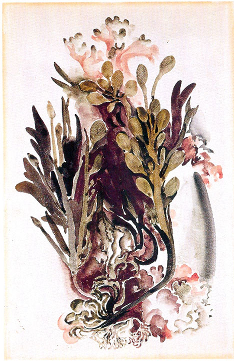 A watercolor painting of seaweed by Georgia O'Keeffe. A bundle of different types of seaweed in greens and pinks emerges from a group of roots at the bottom of the artwork. The seaweed is stylized and has a fantastical appearance.