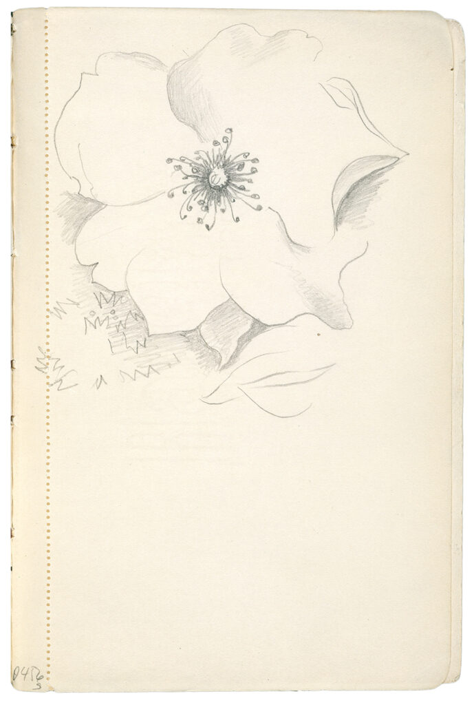 Sketch of an open flower fills the upper half of a vertical paper.