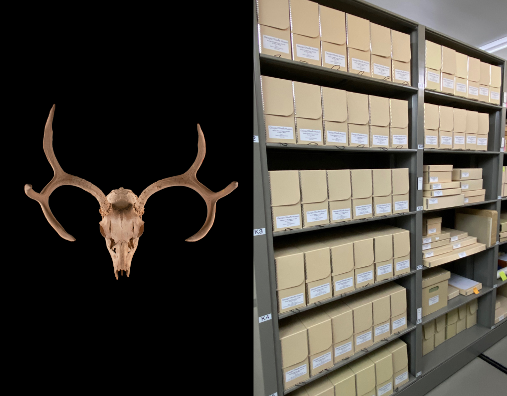 Left: Image of a mule deer skull with antlers. Right: Photograph of archives with shelves filled with filing boxes.