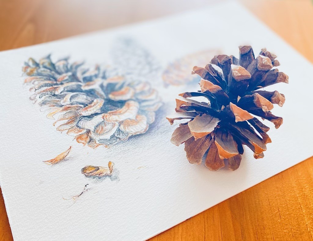 Photograph of a pinecone places over a drawing of the same pinecone.