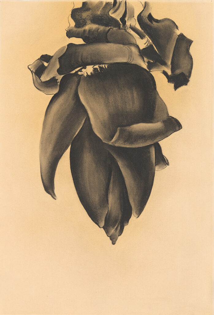 Horizontal charcoal drawing of hanging banana flower from the top of the page. Some partially opening leaves curl upward, but mostly closed pointing down. Looks similar to an artichoke.