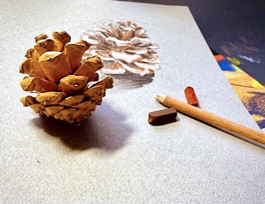 Photograph of a pinecone near a drawing of the same pinecone.