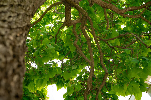 Photograph of a tree from beneath. The left side of the frame is taken up by the trunk and the rest of the photograph shows the trees curving branches and green leaves against the sky