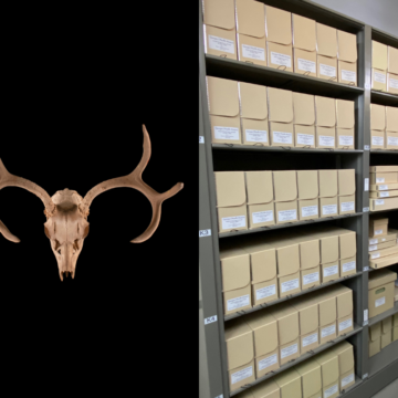 Left: Image of a mule deer skull with antlers. Right: Photograph of archives with shelves filled with filing boxes.