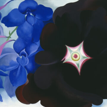 Large magnified flowers on a horizontal canvas. The maroonish black petals of the hollyhock fill entire right side of the picture plain, with the smaller blue larkspur flowers covering the rest of the canvas on the left.