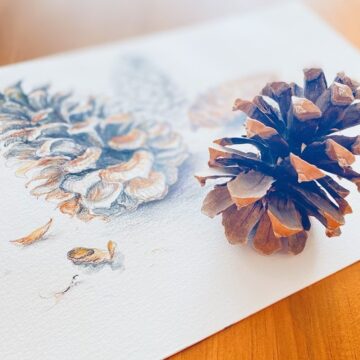 Photograph of a pinecone places over a drawing of the same pinecone.