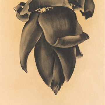 Horizontal charcoal drawing of hanging banana flower from the top of the page. Some partially opening leaves curl upward, but mostly closed pointing down. Looks similar to an artichoke.