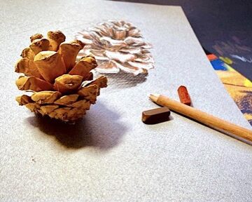 Photograph of a pinecone near a drawing of the same pinecone.