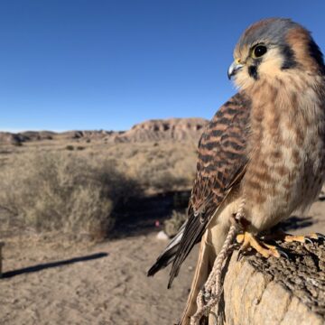 A digital photograph of an American Kestrel bird. The falcon like bird is in the foreground and and it looks to the side. The bird sits on a stone and the multiple patterns brown and black spots on the wings and belly are visible. The background is the blue New Mexico sky.
